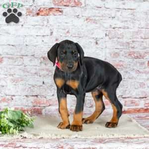 Mia, Doberman Pinscher Puppy